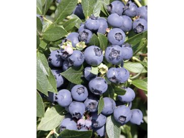 'North Country' - borówka półwysoka
Vaccinium angustifolium x Vaccinium corymbosum 'North Country'