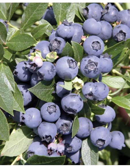 'North Country' - borówka półwysoka
Vaccinium angustifolium x Vaccinium corymbosum 'North Country'