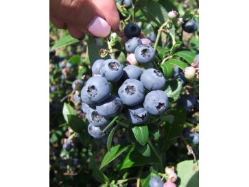 'Northblue' - borówka amerykańska
Vaccinium angustifolium x Vaccinium corymbosum 'Northblue'