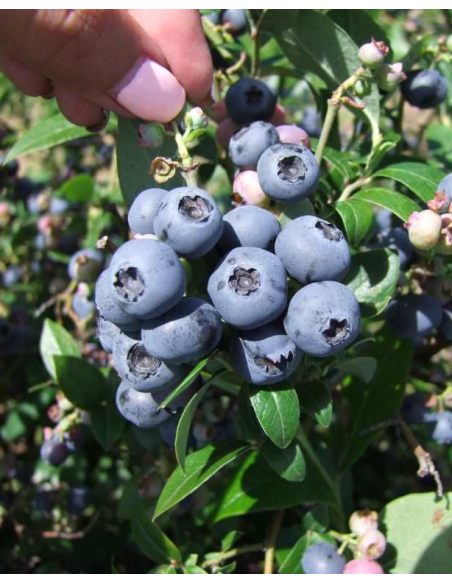 'Northblue' - borówka amerykańska
Vaccinium angustifolium x Vaccinium corymbosum 'Northblue'