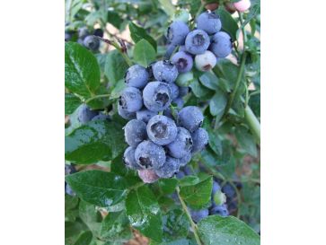 'Northland' - borówka półwysoka
Vaccinium angustifolium x Vaccinium corymbosum 'Northland'