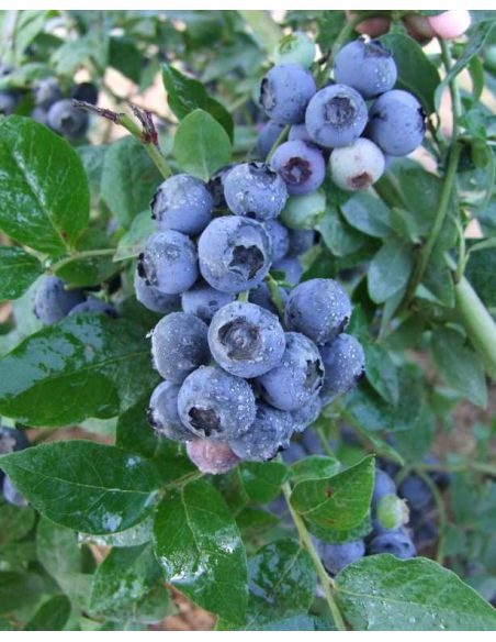 'Northland' - borówka półwysoka
Vaccinium angustifolium x Vaccinium corymbosum 'Northland'