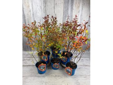 'Northland' - borówka półwysoka
Vaccinium angustifolium x Vaccinium corymbosum 'Northland' 2