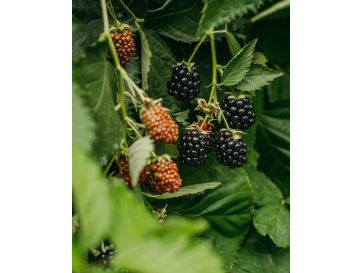 'Loch Tay' - jeżyna bezkolcowa
Rubus fruticosus 'Loch Tay' 2