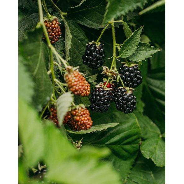 'Loch Tay' - jeżyna bezkolcowa
Rubus fruticosus 'Loch Tay'