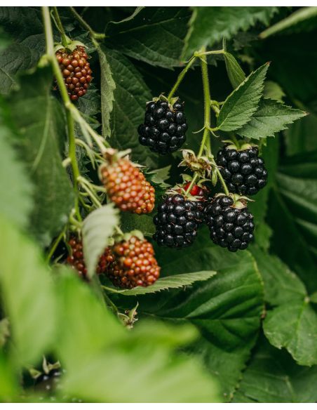 'Loch Tay' - jeżyna bezkolcowa
Rubus fruticosus 'Loch Tay'