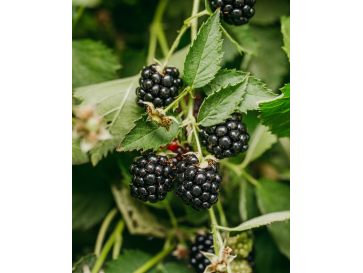 'Loch Tay' - jeżyna bezkolcowa
Rubus fruticosus 'Loch Tay'