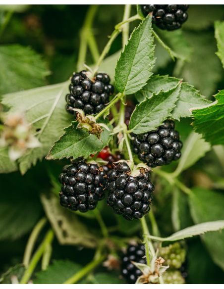 'Loch Tay' - jeżyna bezkolcowa
Rubus fruticosus 'Loch Tay'