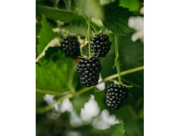 'Loch Ness' - jeżyna bezkolcowa
Rubus fruticosus 'Loch Ness' 2
