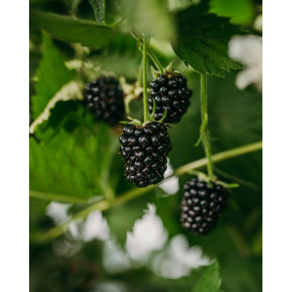 'Loch Ness' - jeżyna bezkolcowa
Rubus fruticosus 'Loch Ness'