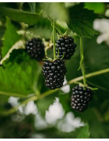 'Loch Ness' - jeżyna bezkolcowa
Rubus fruticosus 'Loch Ness'