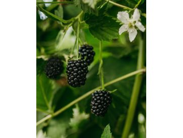 'Loch Ness' - jeżyna bezkolcowa
Rubus fruticosus 'Loch Ness'