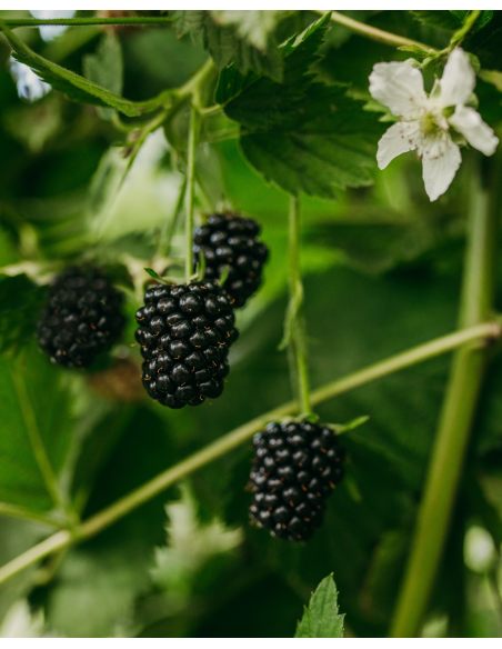 'Loch Ness' - jeżyna bezkolcowa
Rubus fruticosus 'Loch Ness'