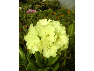 'Goldkrone' - różanecznik wielkokwiatowy
Rhododendron hybridum 'Goldkrone'