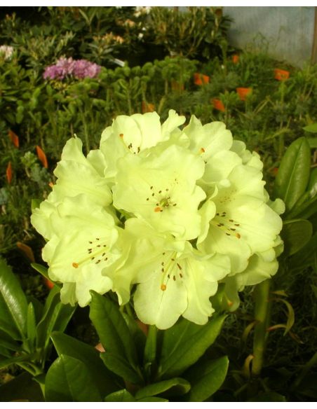 'Goldkrone' - różanecznik wielkokwiatowy
Rhododendron hybridum 'Goldkrone'