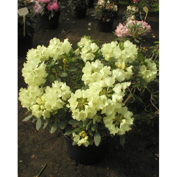 'Goldkrone' - różanecznik wielkokwiatowy
Rhododendron hybridum 'Goldkrone'