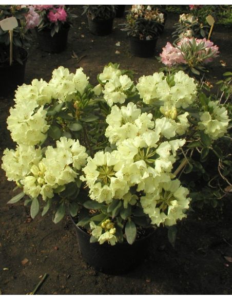 'Goldkrone' - różanecznik wielkokwiatowy
Rhododendron hybridum 'Goldkrone'
