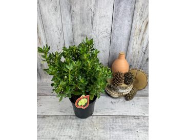 'Goldkrone' - różanecznik wielkokwiatowy
Rhododendron hybridum 'Goldkrone' 2