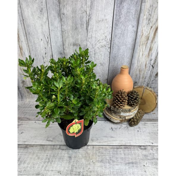 'Goldkrone' - różanecznik wielkokwiatowy
Rhododendron hybridum 'Goldkrone'