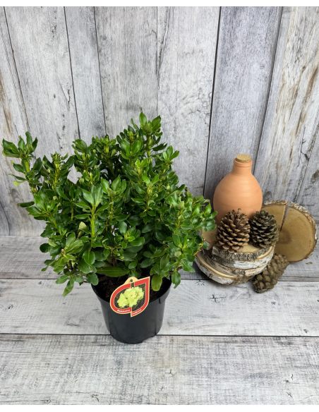 'Goldkrone' - różanecznik wielkokwiatowy
Rhododendron hybridum 'Goldkrone'