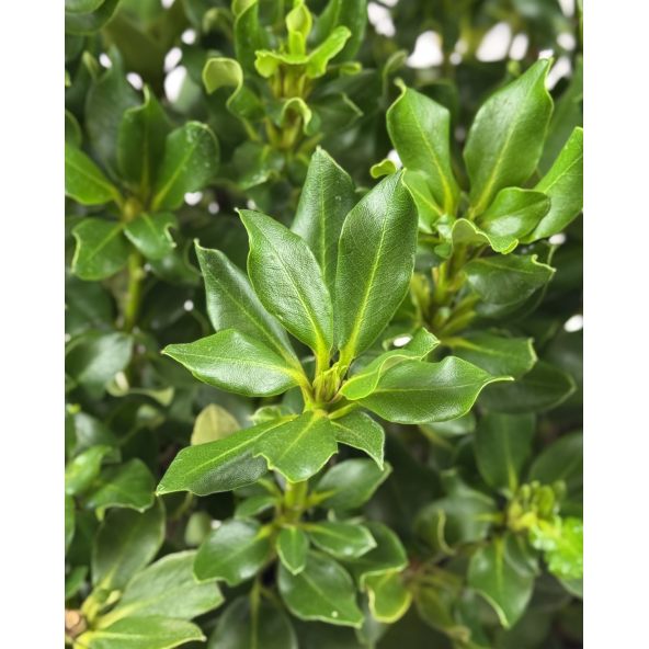 'Goldkrone' - różanecznik wielkokwiatowy
Rhododendron hybridum 'Goldkrone'