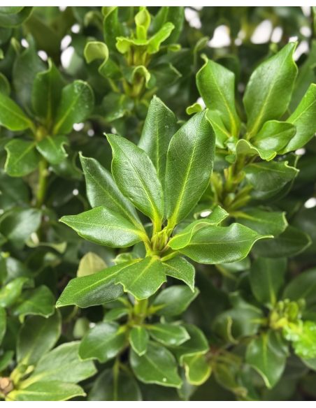 'Goldkrone' - różanecznik wielkokwiatowy
Rhododendron hybridum 'Goldkrone'