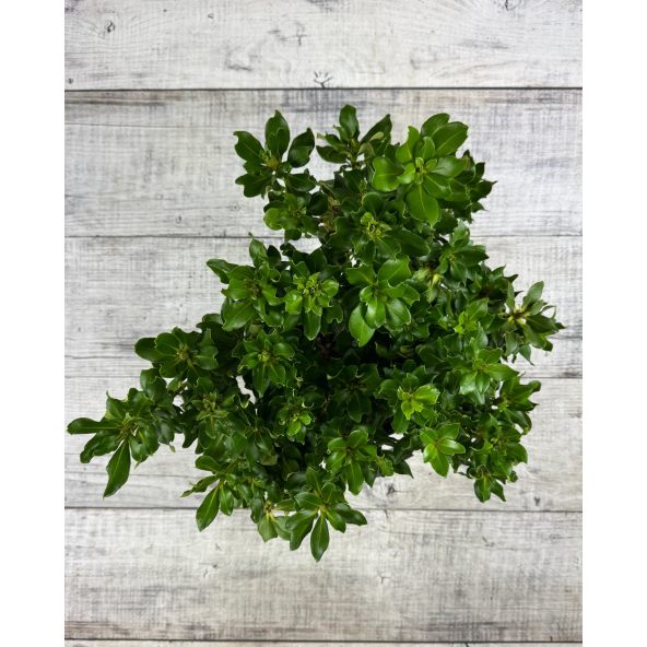 'Goldkrone' - różanecznik wielkokwiatowy
Rhododendron hybridum 'Goldkrone'