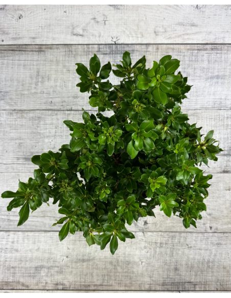 'Goldkrone' - różanecznik wielkokwiatowy
Rhododendron hybridum 'Goldkrone'