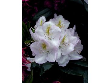 'Gomer Waterer' - różanecznik wielkokwiatowy
Rhododendron hybridum 'Gomer Waterer'