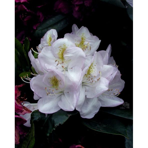 'Gomer Waterer' - różanecznik wielkokwiatowy
Rhododendron hybridum 'Gomer Waterer'