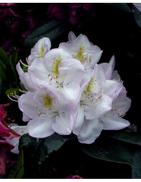 'Gomer Waterer' - różanecznik wielkokwiatowy
Rhododendron hybridum 'Gomer Waterer'