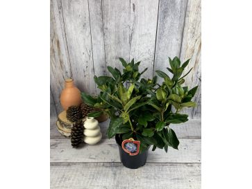 'Gomer Waterer' - różanecznik wielkokwiatowy
Rhododendron hybridum 'Gomer Waterer' 2