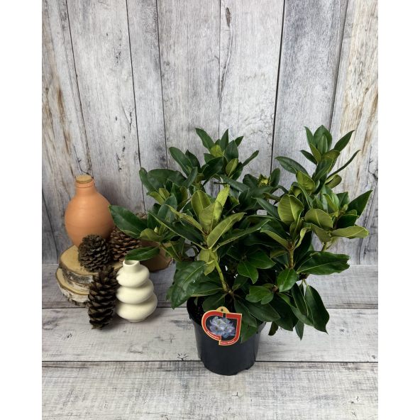 'Gomer Waterer' - różanecznik wielkokwiatowy
Rhododendron hybridum 'Gomer Waterer'