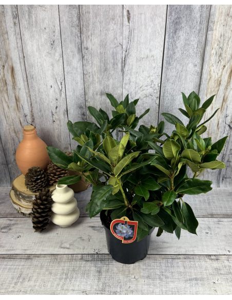 'Gomer Waterer' - różanecznik wielkokwiatowy
Rhododendron hybridum 'Gomer Waterer'