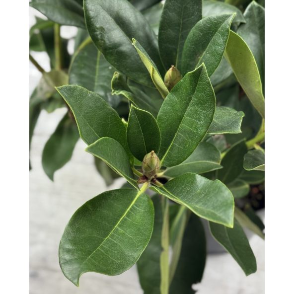 'Gomer Waterer' - różanecznik wielkokwiatowy
Rhododendron hybridum 'Gomer Waterer'