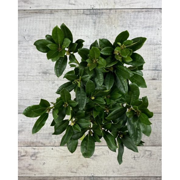 'Gomer Waterer' - różanecznik wielkokwiatowy
Rhododendron hybridum 'Gomer Waterer'