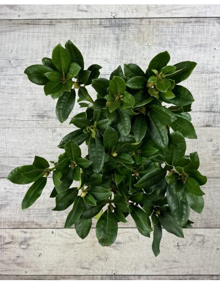 'Gomer Waterer' - różanecznik wielkokwiatowy
Rhododendron hybridum 'Gomer Waterer'