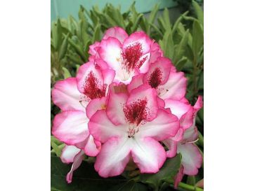 'Hachmann's Charmant' - różanecznik wielkokwiatowy
Rhododendron hybridum 'Hachmann's Charmant'