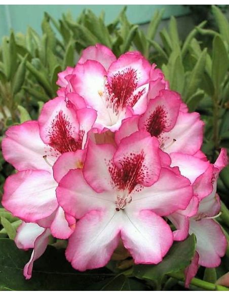 'Hachmann's Charmant' - różanecznik wielkokwiatowy
Rhododendron hybridum 'Hachmann's Charmant'