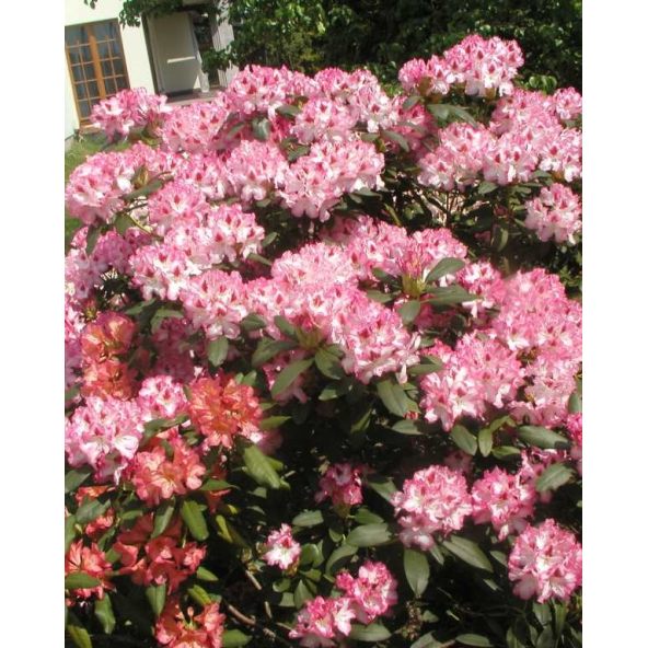 'Hachmann's Charmant' - różanecznik wielkokwiatowy
Rhododendron hybridum 'Hachmann's Charmant'