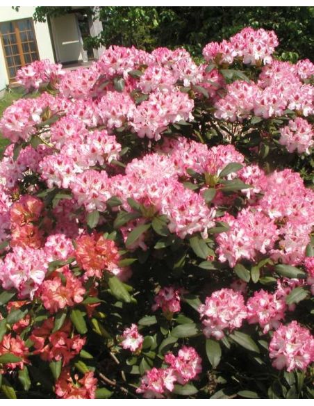 'Hachmann's Charmant' - różanecznik wielkokwiatowy
Rhododendron hybridum 'Hachmann's Charmant'