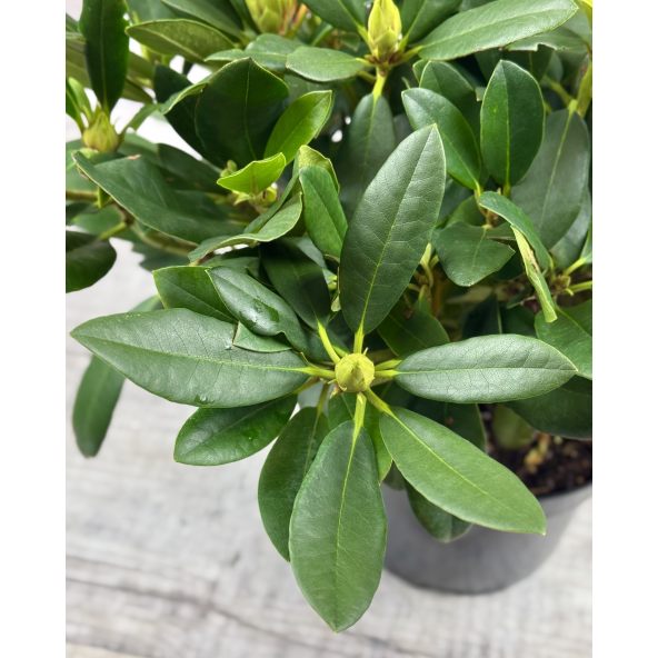 'Hachmann's Charmant' - różanecznik wielkokwiatowy
Rhododendron hybridum 'Hachmann's Charmant'