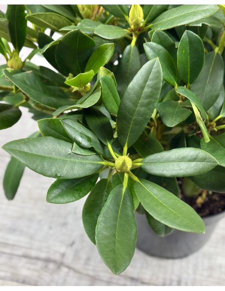 'Hachmann's Charmant' - różanecznik wielkokwiatowy
Rhododendron hybridum 'Hachmann's Charmant'