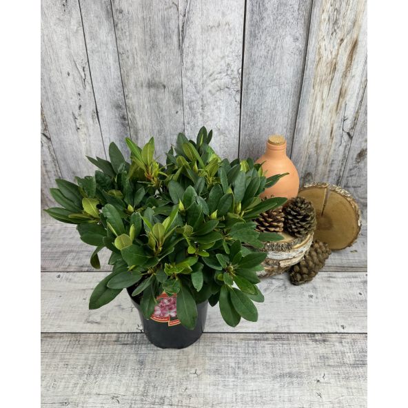 'Hachmann's Charmant' - różanecznik wielkokwiatowy
Rhododendron hybridum 'Hachmann's Charmant'