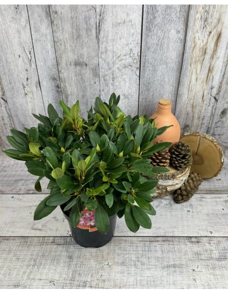 'Hachmann's Charmant' - różanecznik wielkokwiatowy
Rhododendron hybridum 'Hachmann's Charmant'