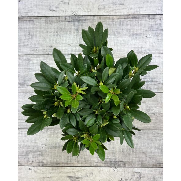 'Hachmann's Charmant' - różanecznik wielkokwiatowy
Rhododendron hybridum 'Hachmann's Charmant'