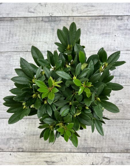 'Hachmann's Charmant' - różanecznik wielkokwiatowy
Rhododendron hybridum 'Hachmann's Charmant'