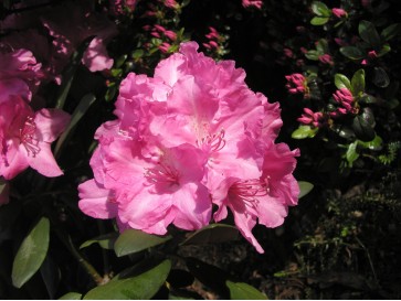 Różanecznik Lumina