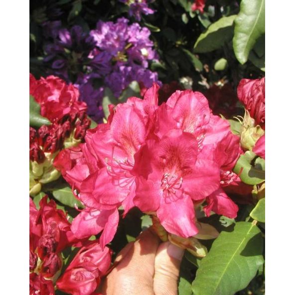 'Hachmann's Feuerschein' - różanecznik wielkokwiatowy
Rhododendron hybridum 'Hachmann's Feuerschein'