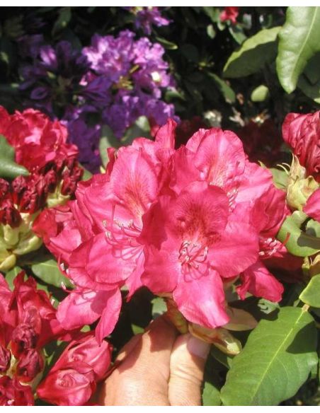 'Hachmann's Feuerschein' - różanecznik wielkokwiatowy
Rhododendron hybridum 'Hachmann's Feuerschein'